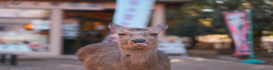 都道府県画像