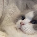 ユーザーのアイコン