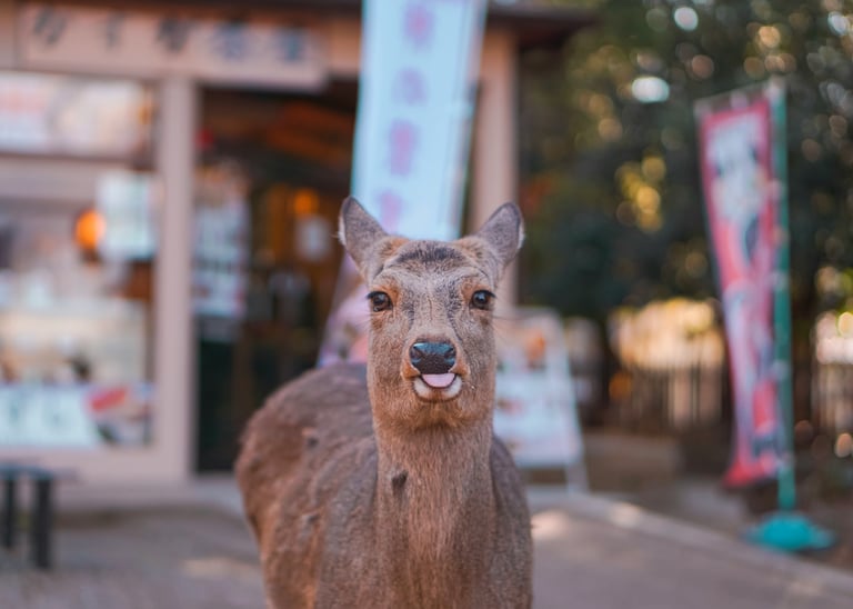 都道府県画像